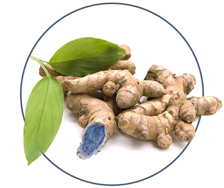 liveon ingredients