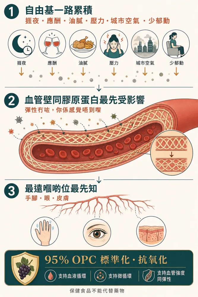 圖解:日常負擔令自由基一路累積,血管壁同膠原蛋白最先受影響,最遠嗰啲位最先知