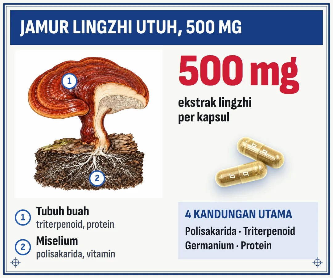 Jamur lingzhi utuh: tubuh buah dengan triterpenoid dan protein, miselium dengan polisakarida. 500 mg ekstrak Ganoderma lucidum per kapsul.