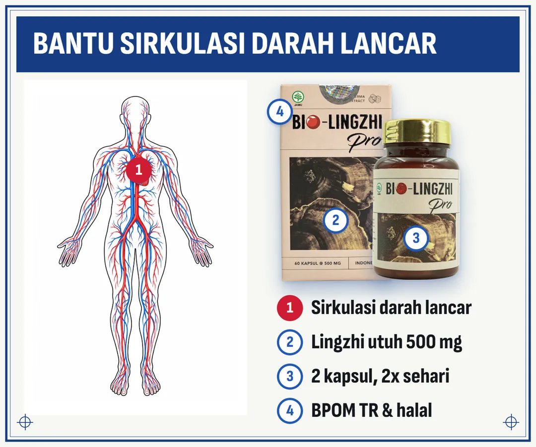 BIO-LINGZHI PRO pada peta peredaran darah: 1 bantu sirkulasi darah lancar, 2 jamur lingzhi utuh 500 mg per kapsul, 3 minum 2 kapsul 2 kali sehari, 4 BPOM RI TR213321651 dan halal. Dus dan botol BIO-LINGZHI PRO 60 kapsul.