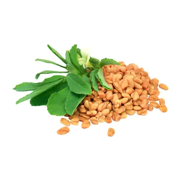 Fenugreek (klabet) (Trigonella foenum-graecum), biji