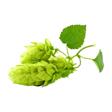 Hops (Humulus lupulus), bunga