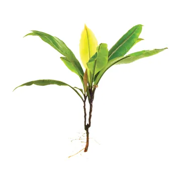 Kacip fatimah (Labisia pumila), daun