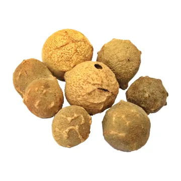 Manjakani (Quercus infectoria), buah (gall)
