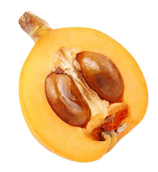 Loquat leaf