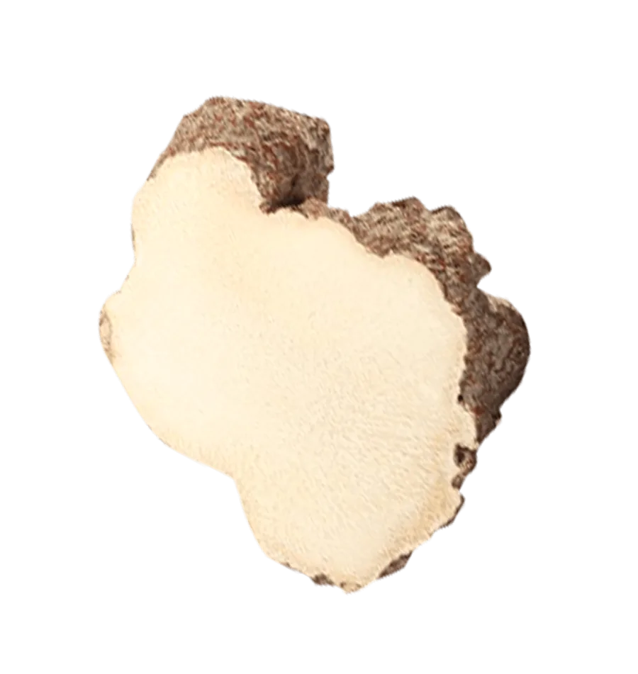 Pure tuber Tiger Milk Mushroom