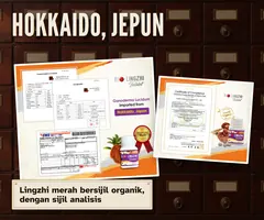 Lingzhi merah dari Hokkaido, Jepun: sijil analisis Hokkaido Reishi Co., Ltd. dan sijil organik Jepun untuk tapak tanaman di Bibai.