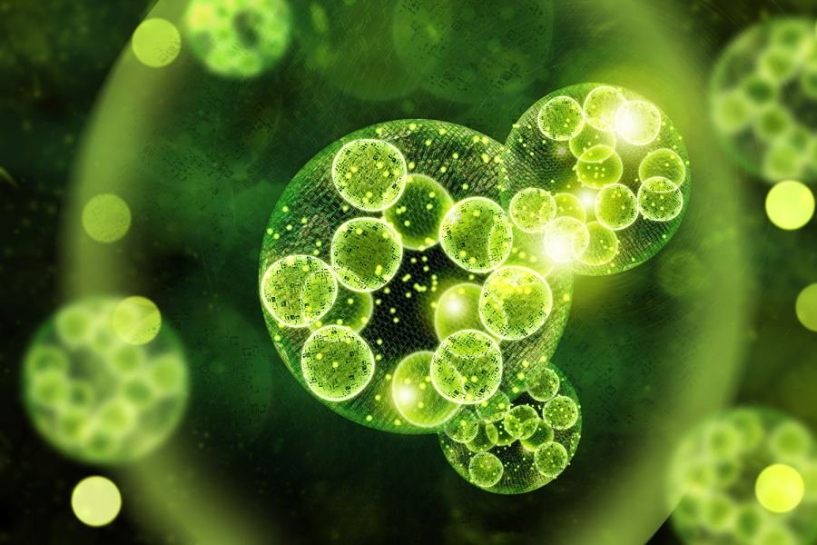Chlorella growth factor