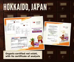 Red reishi from Hokkaido, Japan: certificate of analysis from Hokkaido Reishi Co., Ltd. and a Japanese organic certificate for the growing site in Bibai.